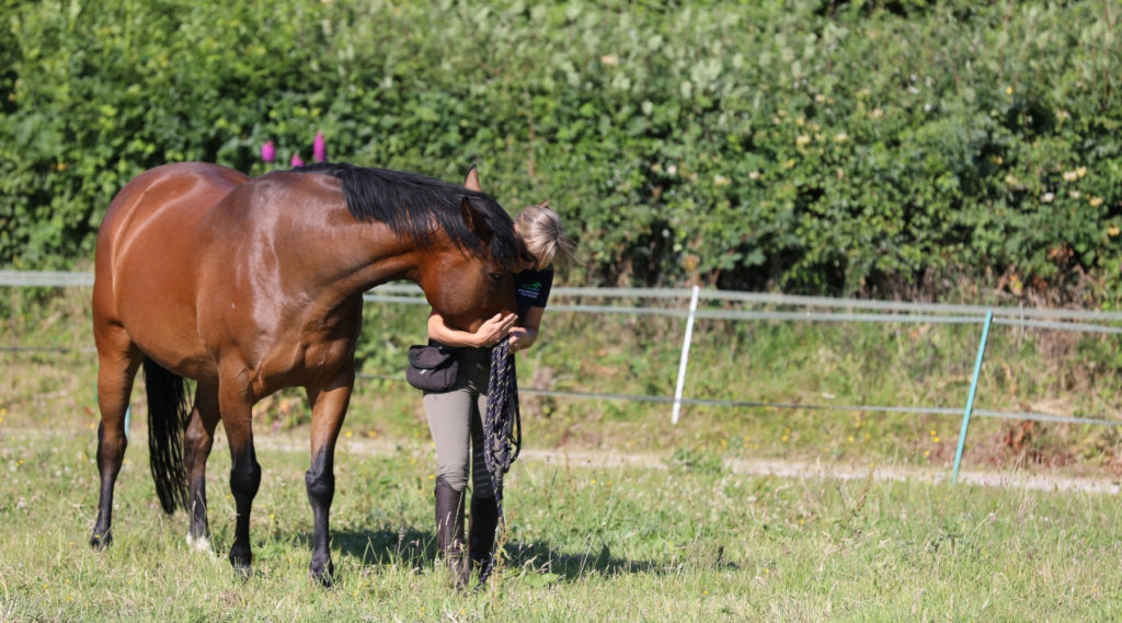 Supporting the Horse Immune System 15 Forageplus Horse