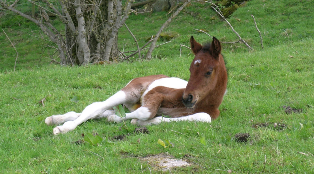 Feeding the Young Horse