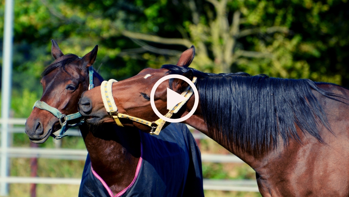 Feeding the young horse podcast