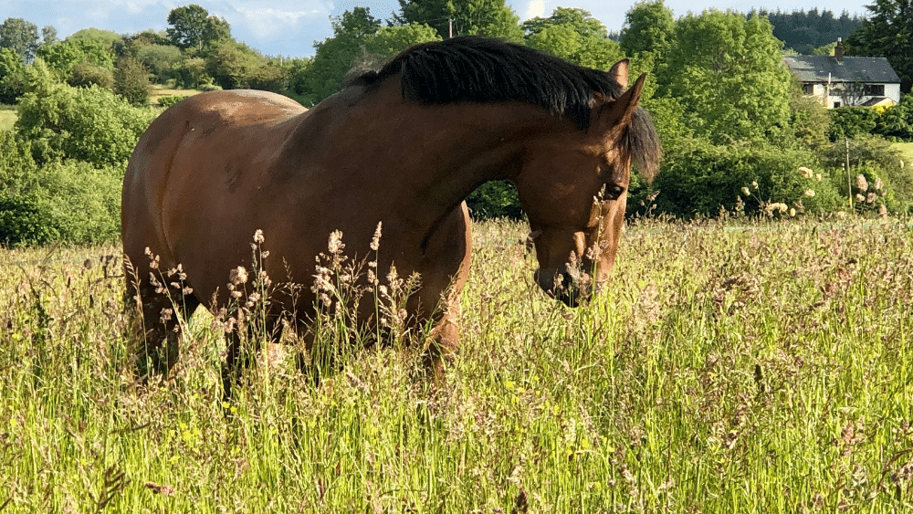 Understanding Quality Protein for Horses 3 A horse with a good topline