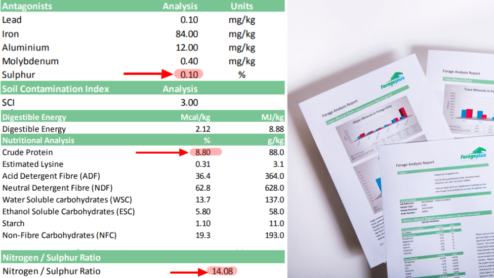 Understanding Quality Protein for Horses 6 Analysis results showing protein levels
