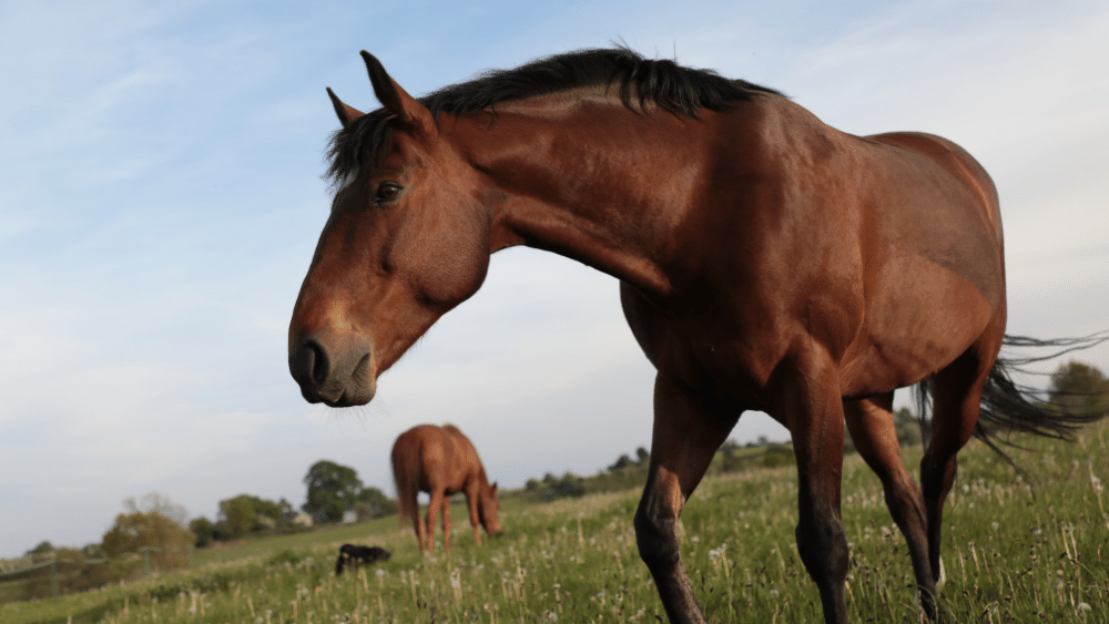How to Have a Horse with Healthy Lungs 3 Horse with healthy lungs