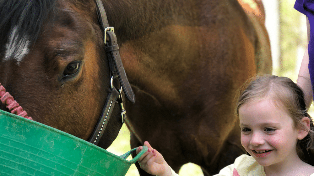 Feeding B Vitamins to horse