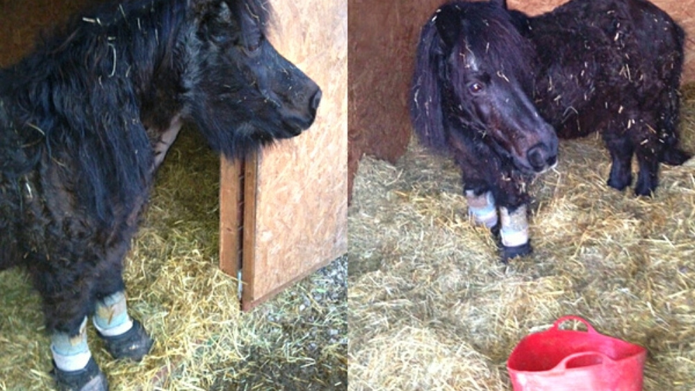 billy with winter laminitis