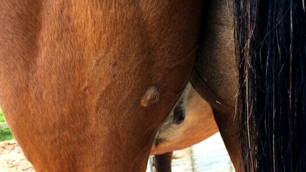 Sarcoids in Horses 5 equine sarcoid on hind leg