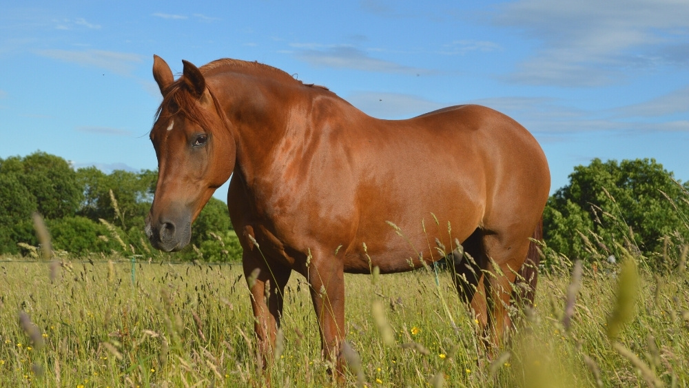 protein for horses