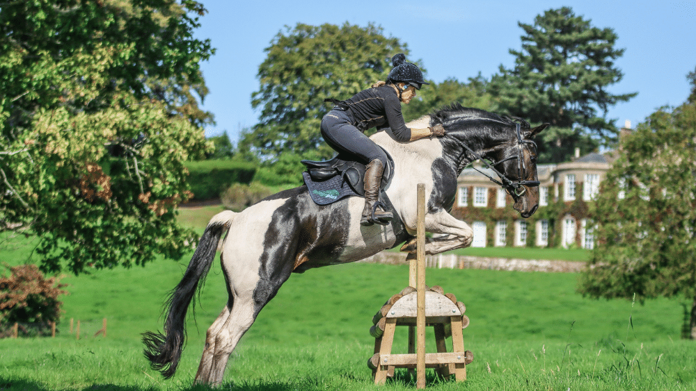 anemia in horses