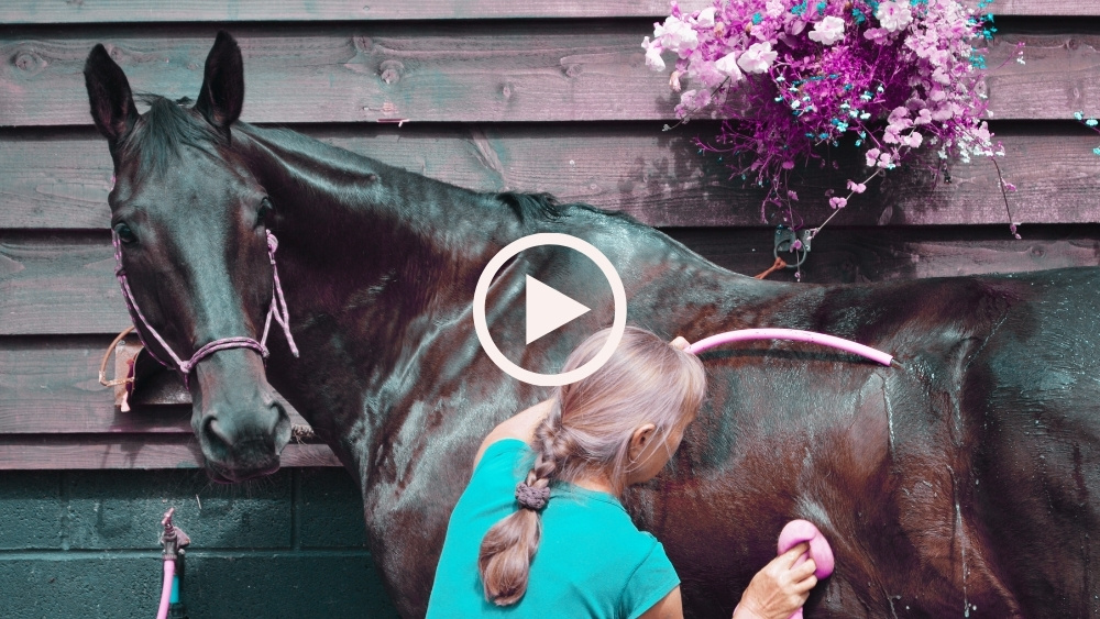 lady washing her horse during hot weather