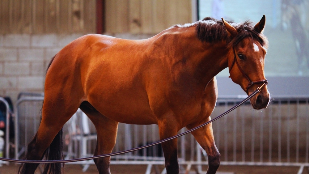 Equine wellness