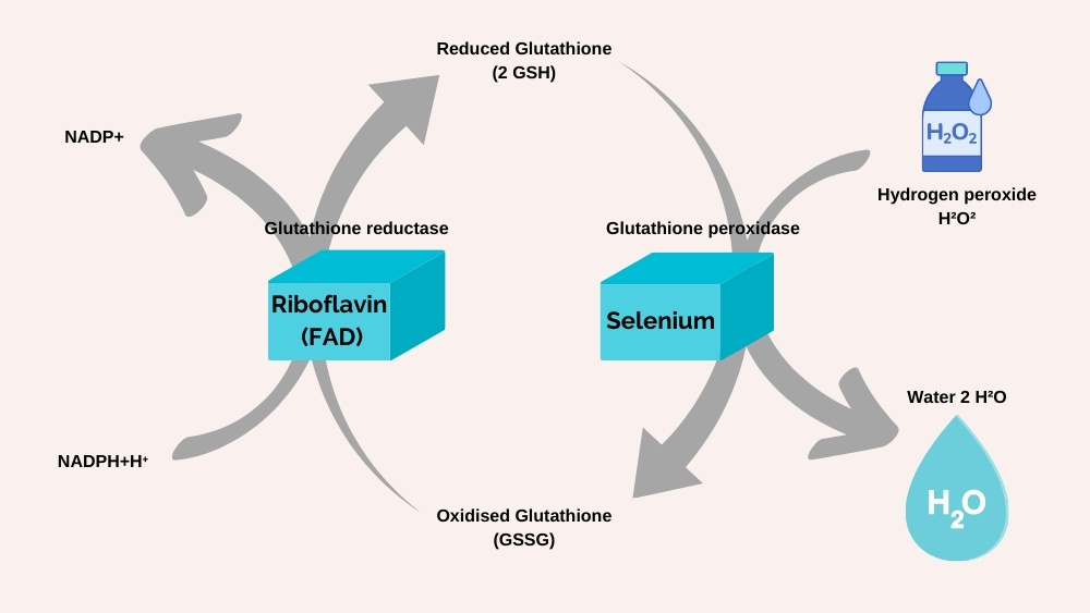 Equine Anaemia - It's NOT about Iron Deficiency 3 Equine anaemia in horses