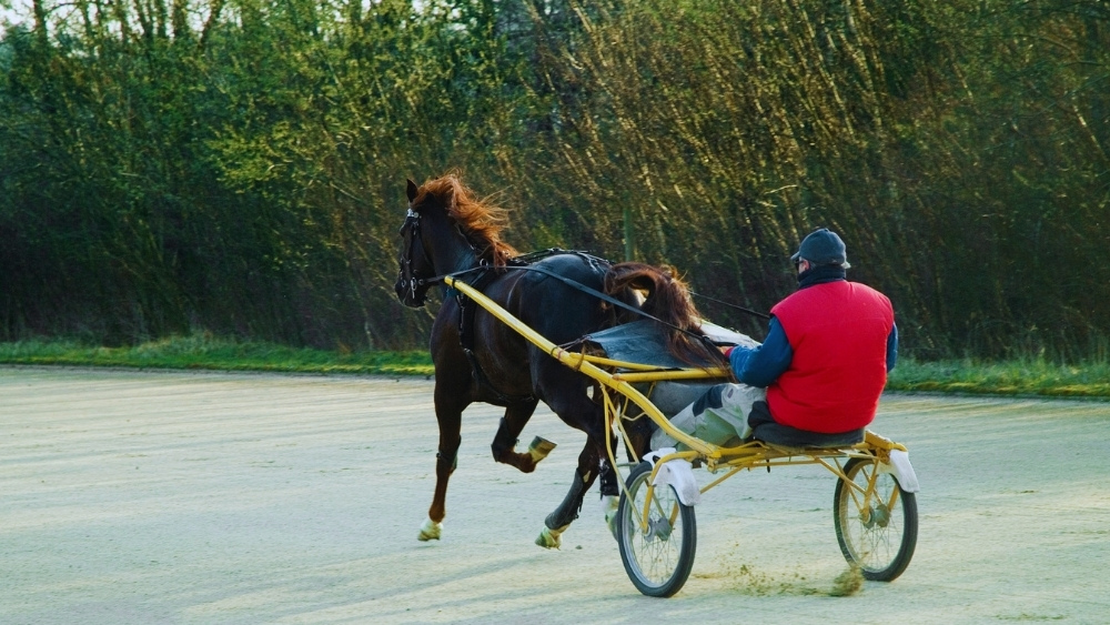Equine Anaemia - It's NOT about Iron Deficiency 4 Horse anaemia causes