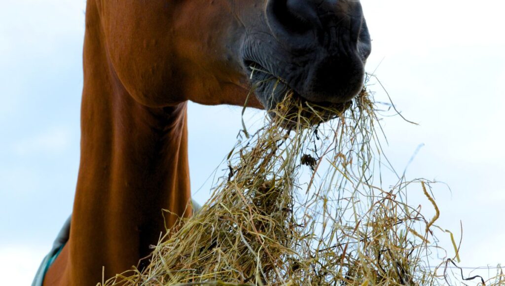 Horse nutrition start with grass and hay