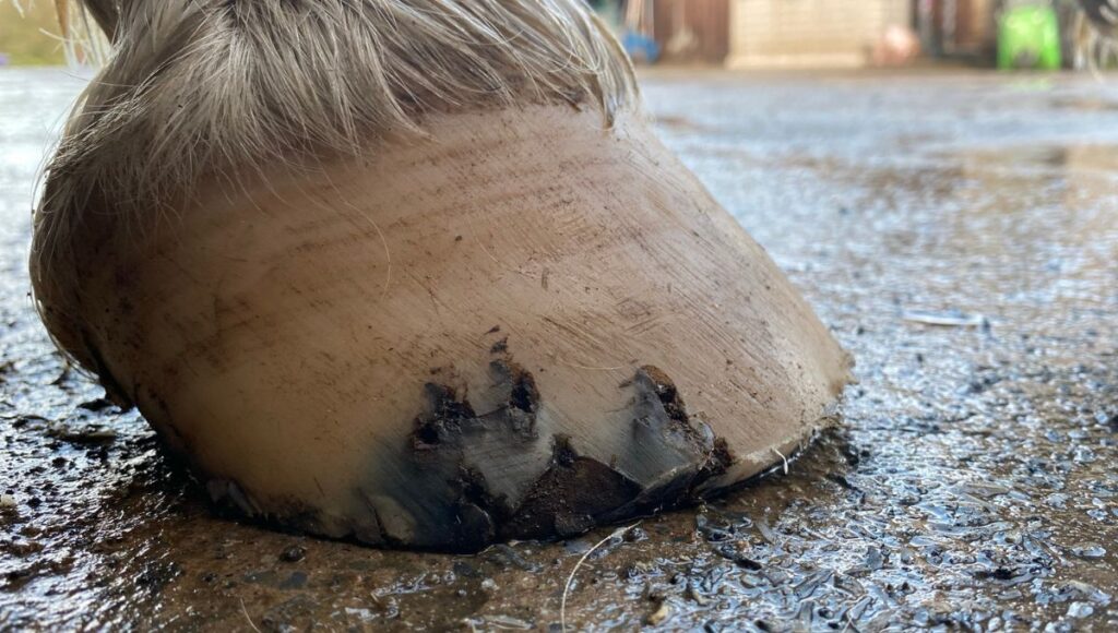 Nail holes in shod foot entry point for pathogens