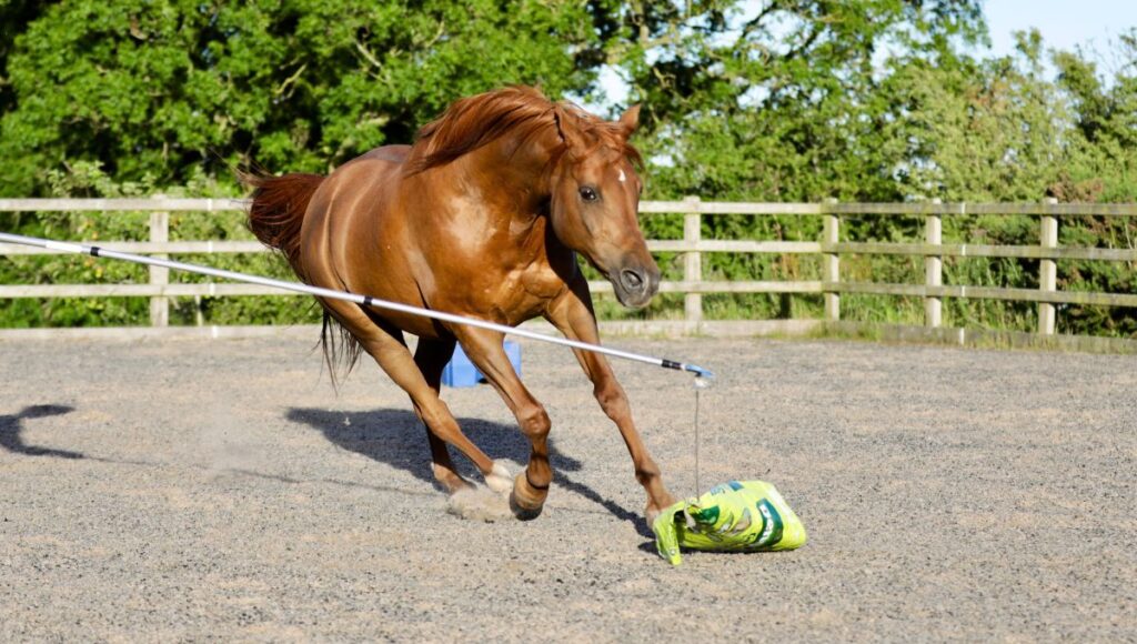 Postural horse training for white line disease