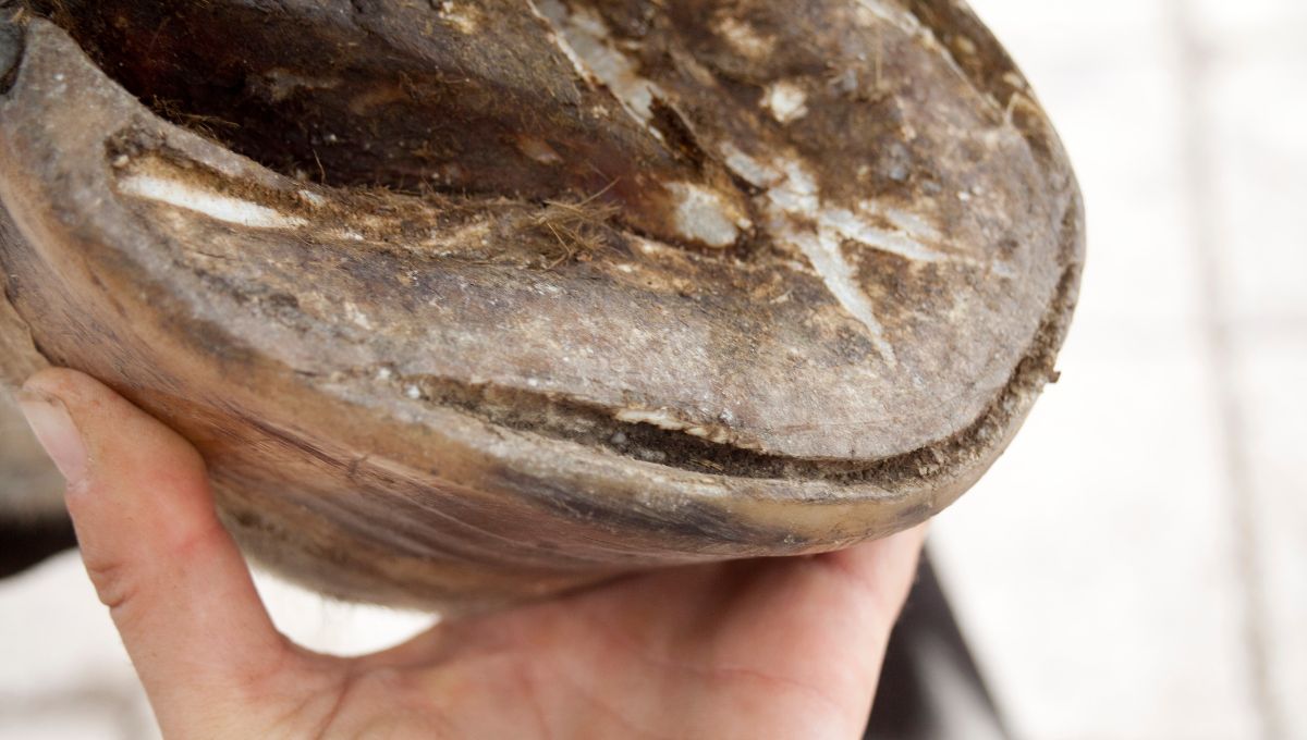 white line disease horse hoof