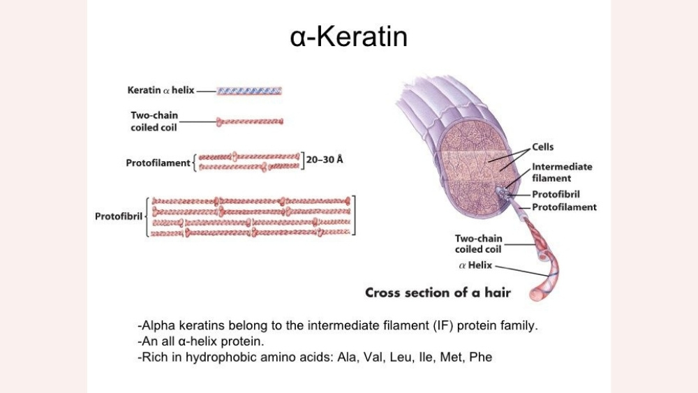 a-keratin - hoof health in horses