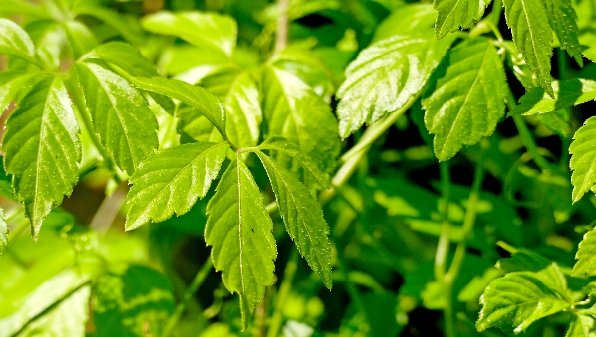 adaptogens for horses