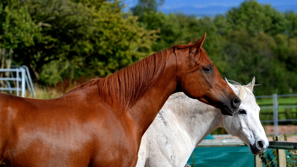 equine immunity