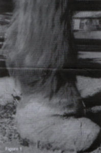 hoof deformity from fluoride poisoning