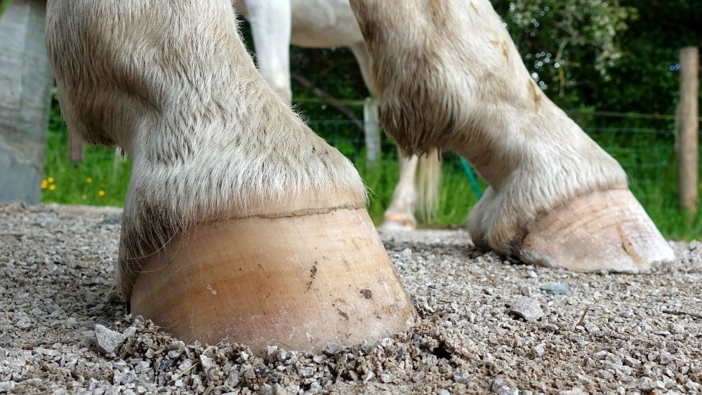 horse hoof health