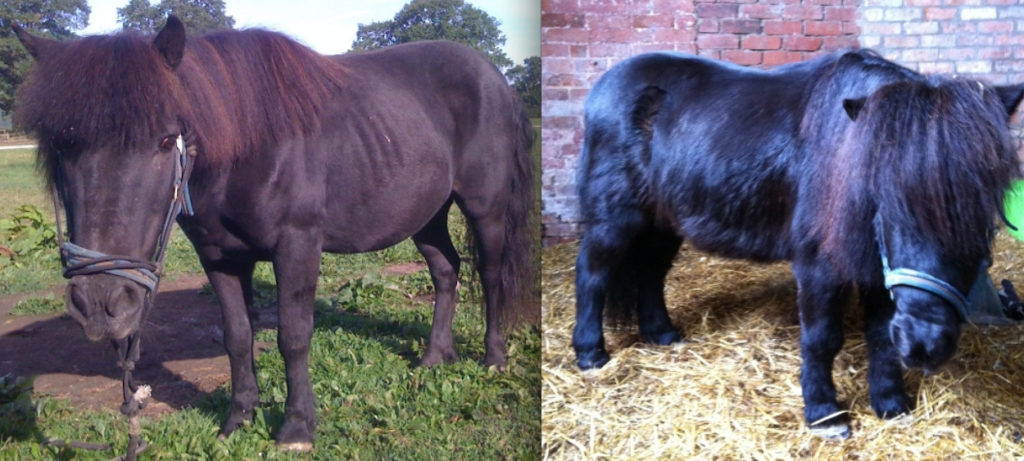 Ultra-Low Iron Horse Feed Balancers 4 horse with low iron diet