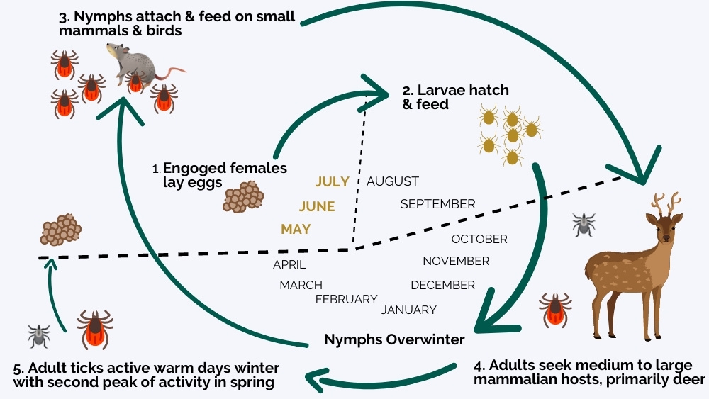 Lyme Disease in Horses 3 life cycle of Ixodes-scapularis