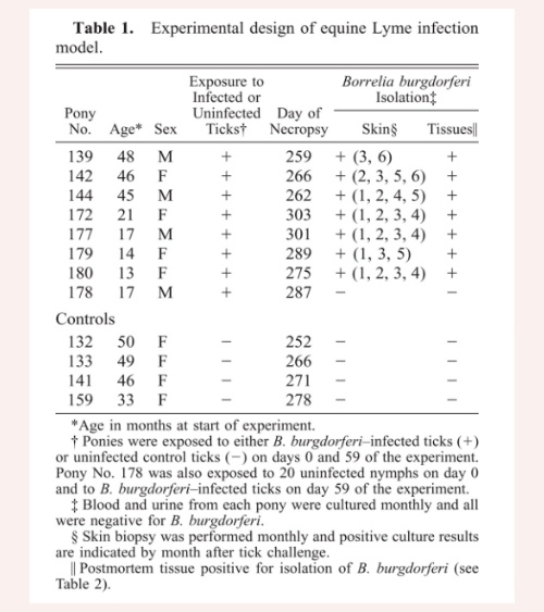 Lyme Disease in Horses 5 lyme disease in horses