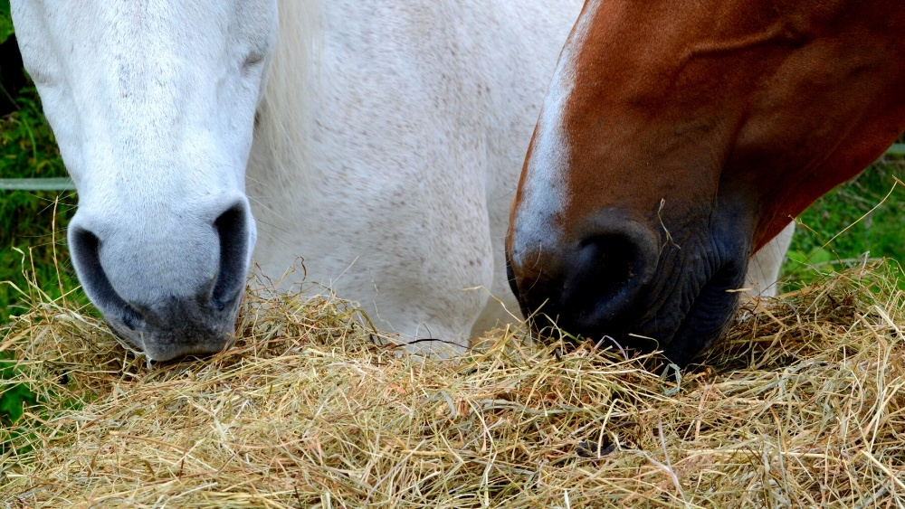 mycotoxins and horses