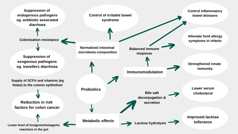 probiotics for horses diagram