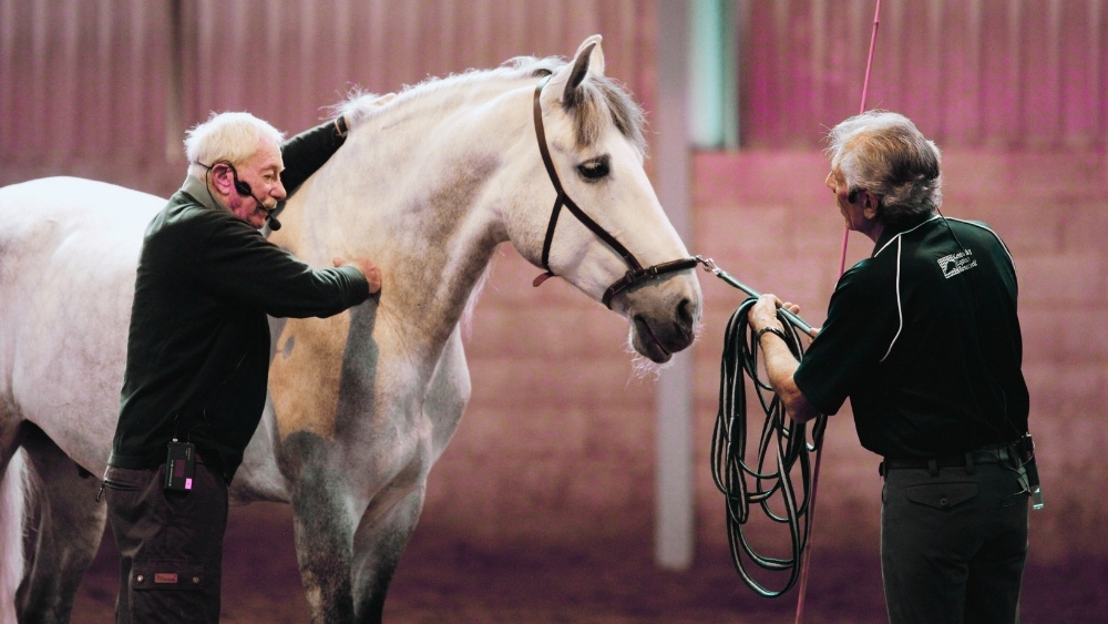 Equine laterality and training