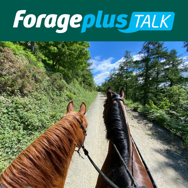 acetyl l carnitine for horses Acetyl-L-Carnitine For Horses main image 0