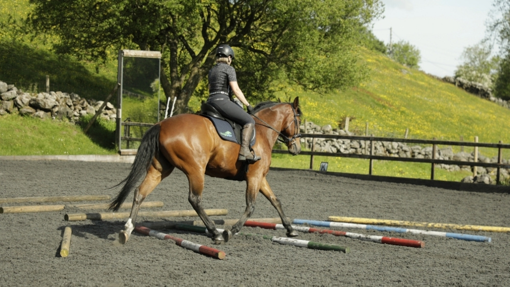 Nutritional Support of Horse Muscles 4 horse in work