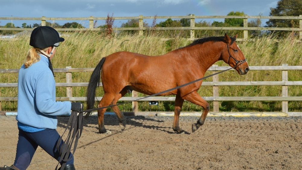 Nutritional Support of Horse Muscles 3 a young horse in work