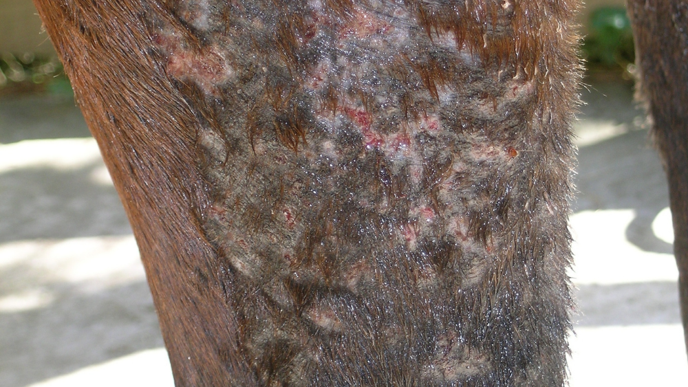 Sweet Itch In Horses Forageplus Talk