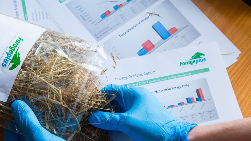 Forage analysis to check magnesium for horses