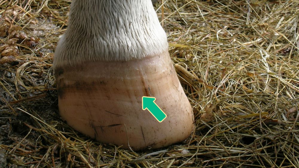 Hoof change after magnesium supplementation for horses